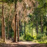 Forêts : Risques accrus