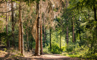 Forêts : Risques accrus