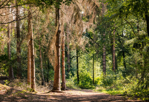 Forêts : Risques accrus